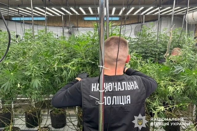 У Дніпрі викрили ангар з нарколабораторією та сотнями кущів конопель