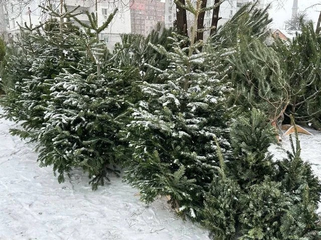 Новорічні дерева у Дніпрі дорожчають: від бюджетних ялинок до преміальної піхти за тисячі гривень