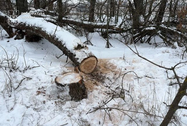 На Дніпропетровщині викрили масштабну незаконну вирубку лісу з мільйонними збитками