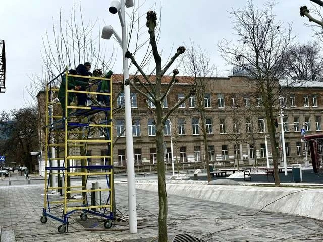 На Успенській площі у Дніпрі оновлюють зелені насадження: комунальники формують крони платанів