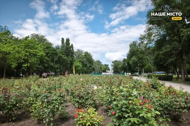 У Дніпрі починається сезон цвітіння на легендарній рожевій алеї в парку Глоби